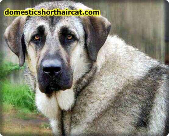 anatolian-shepherd-breeders-4 Anatolian Shepherd Breeders  