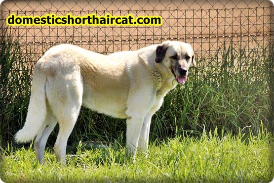 anatolian-shepherd-breeders-5 Anatolian Shepherd Breeders  