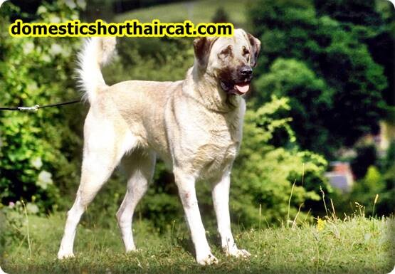 anatolian-shepherd-breeders-6 Anatolian Shepherd Breeders  