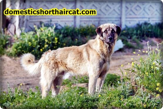 anatolian-shepherd-breeders-7 Anatolian Shepherd Breeders  