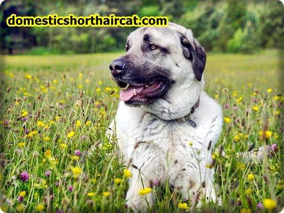 anatolian-shepherd-breeders-9 Anatolian Shepherd Breeders  