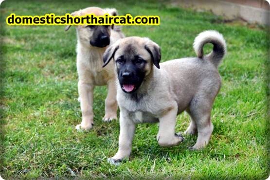 anatolian-shepherd-puppy-2 Anatolian Shepherd Breeders  