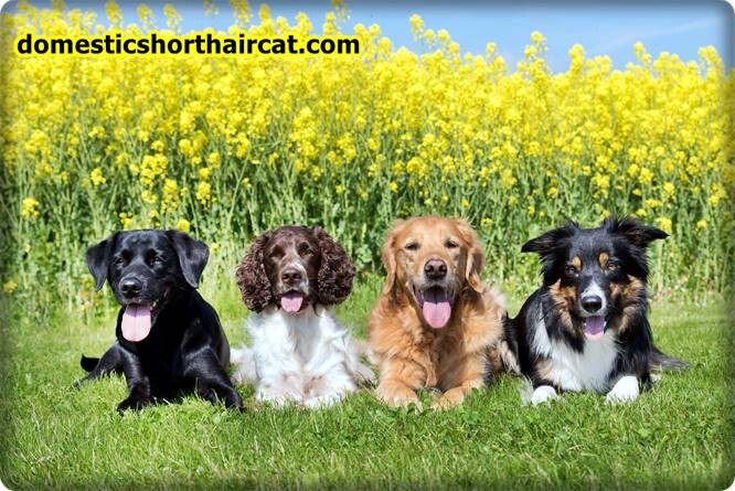 dogs-eyebrows-2 Animals With Eyebrows - Top 5 dogs-eyebrows-2 Animals With Eyebrows - Top 5