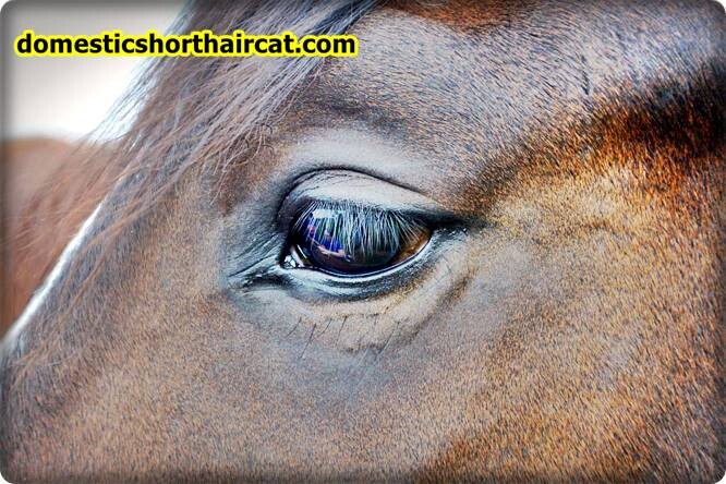 horses-eyebrows-1 Animals With Eyebrows - Top 5 horses-eyebrows-1 Animals With Eyebrows - Top 5