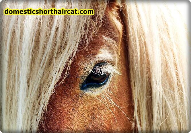 horses-eyebrows-2 Animals With Eyebrows - Top 5 horses-eyebrows-2 Animals With Eyebrows - Top 5