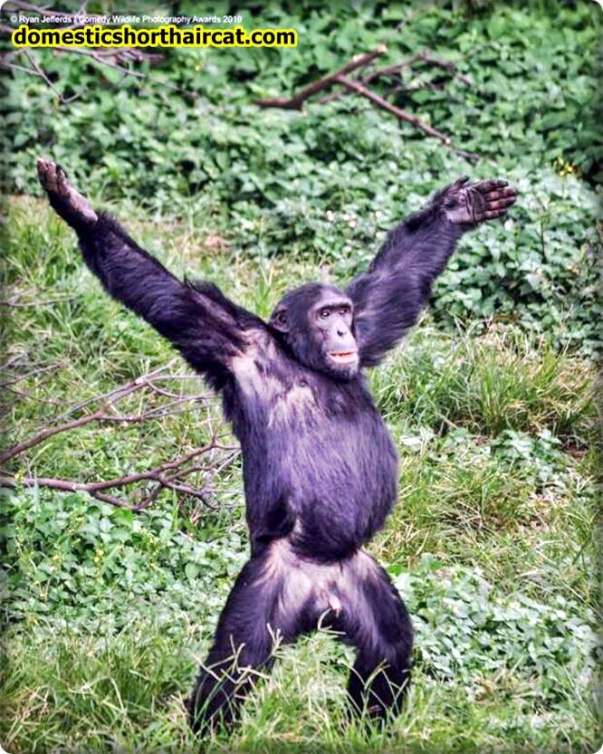 long-armed-monkeys-1 Long Armed Monkeys - Fun Facts  