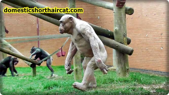 long-armed-monkeys-1 Long Armed Monkeys - Fun Facts  