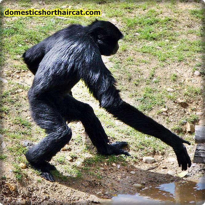 long-armed-monkeys-3 Long Armed Monkeys - Fun Facts  