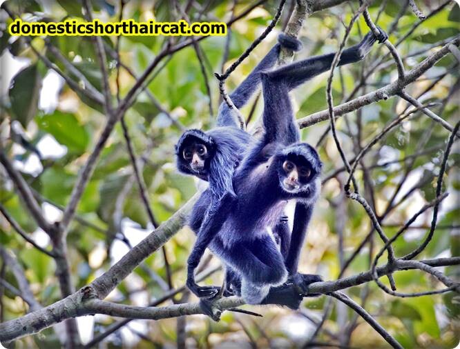 long-armed-monkeys-4 Long Armed Monkeys - Fun Facts  