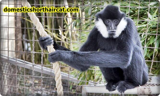 long-armed-monkeys-5 Long Armed Monkeys - Fun Facts  