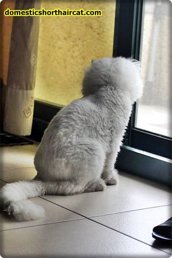 teddy-bear-cat-haircut-1 Teddy Bear Cat Haircut  