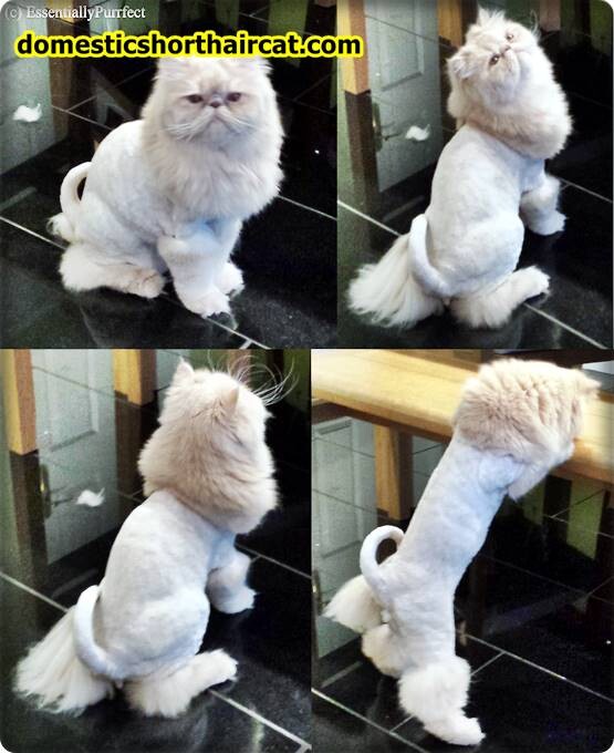 teddy-bear-cat-haircut-2 Teddy Bear Cat Haircut  