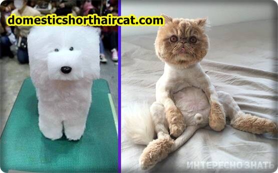 teddy-bear-cat-haircut-7 Teddy Bear Cat Haircut  