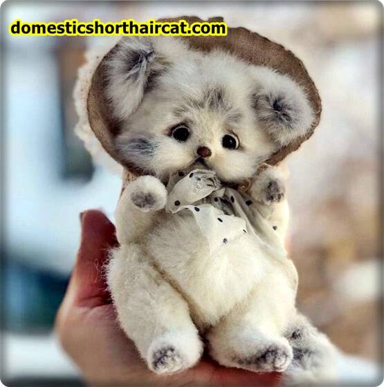 teddy-bear-cat-haircut-9 Teddy Bear Cat Haircut  