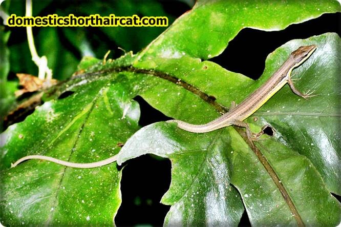 asian-grass-lizard Animals With Long Tails  