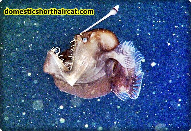 black-seadevil Fish From Finding Nemo black-seadevil Fish From Finding Nemo