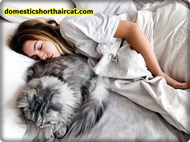 do-cats-protect-you-while-you-sleep-3 Do Cats Protect You While You Sleep? do-cats-protect-you-while-you-sleep-3 Do Cats Protect You While You Sleep?