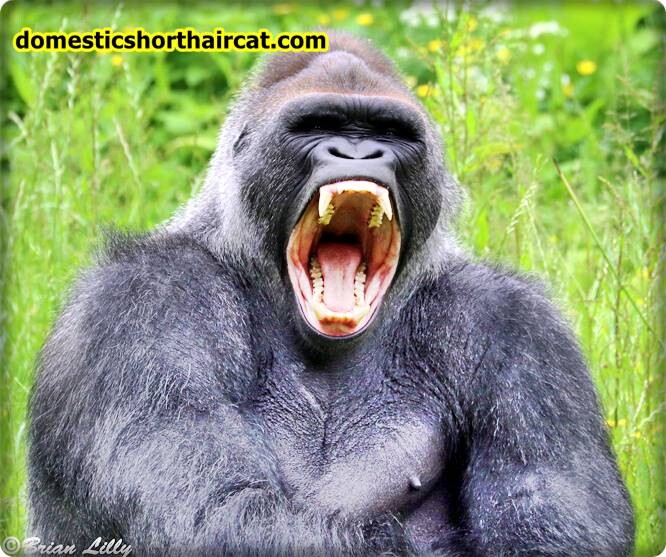 gorillas-teeth Animals With Human Teeth  