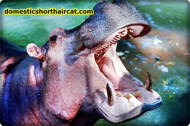 hippopotamus-teeth Animals With Human Teeth  