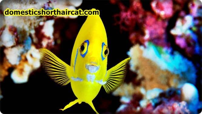lemonpeel-angelfish Fish With Big Eyes  