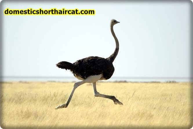 ostrich Long Neck Animals - What Animals Have a Long Neck?  