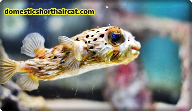 porcupine-puffer Fish From Finding Nemo porcupine-puffer Fish From Finding Nemo