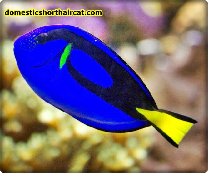 royal-blue-tang Fish From Finding Nemo royal-blue-tang Fish From Finding Nemo