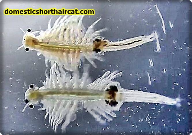 what-are-sea-monkeys-1 What Are Sea Monkeys? what-are-sea-monkeys-1 What Are Sea Monkeys?