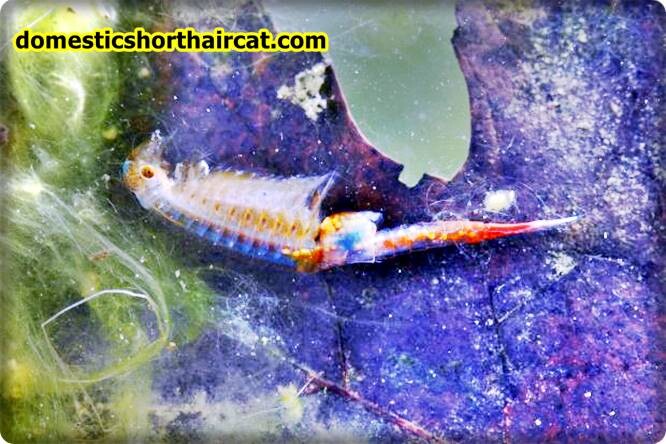 what-are-sea-monkeys-2 What Are Sea Monkeys? what-are-sea-monkeys-2 What Are Sea Monkeys?