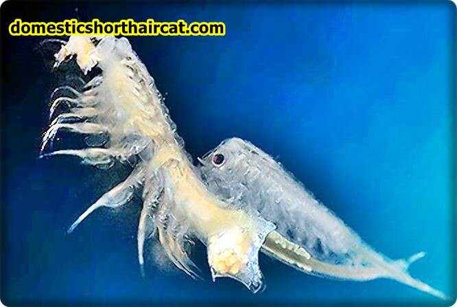 what-are-sea-monkeys-4 What Are Sea Monkeys? what-are-sea-monkeys-4 What Are Sea Monkeys?