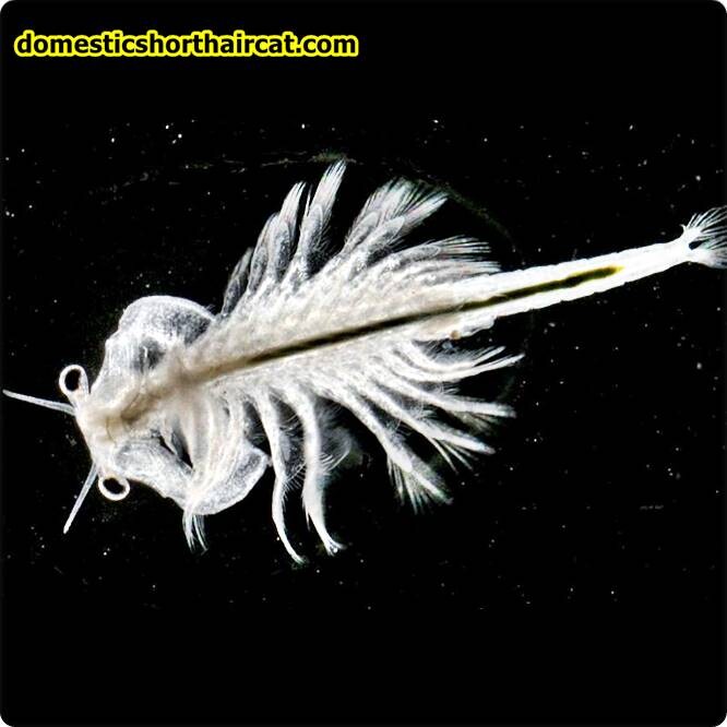 what-are-sea-monkeys-5 What Are Sea Monkeys? what-are-sea-monkeys-5 What Are Sea Monkeys?